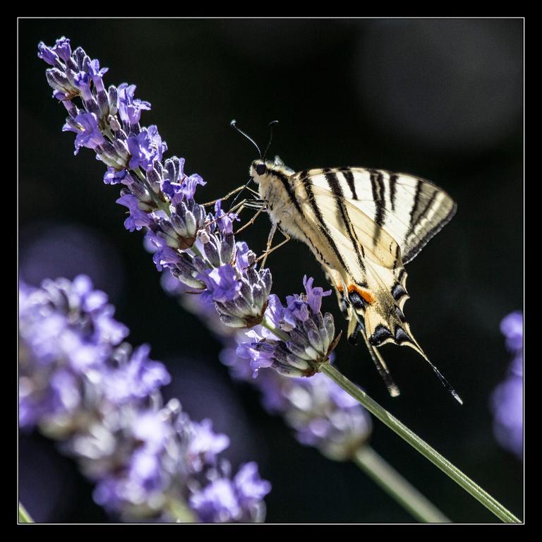 Luka  Picic Guesthouse מראה חיצוני תמונה